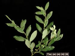 Salix basaltica. Mature foliage.
 Image: D. Glenny © Landcare Research 2020 CC BY 4.0
